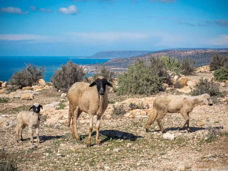 Tamraght-hiking-sheep near the costal mountains of Agadir